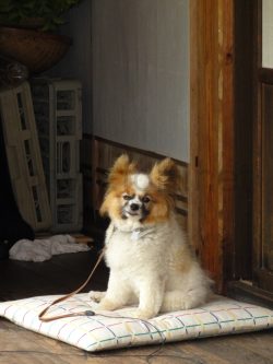 275_DSC01175_2736x3648