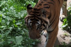 5786_20130809161708-d71d3311_4928x3264